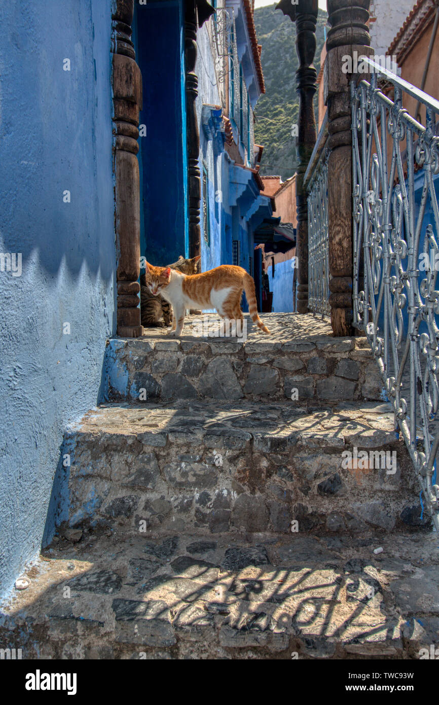 Chat assis à la porte d'une maison de Chaouen, Maroc Banque D'Images