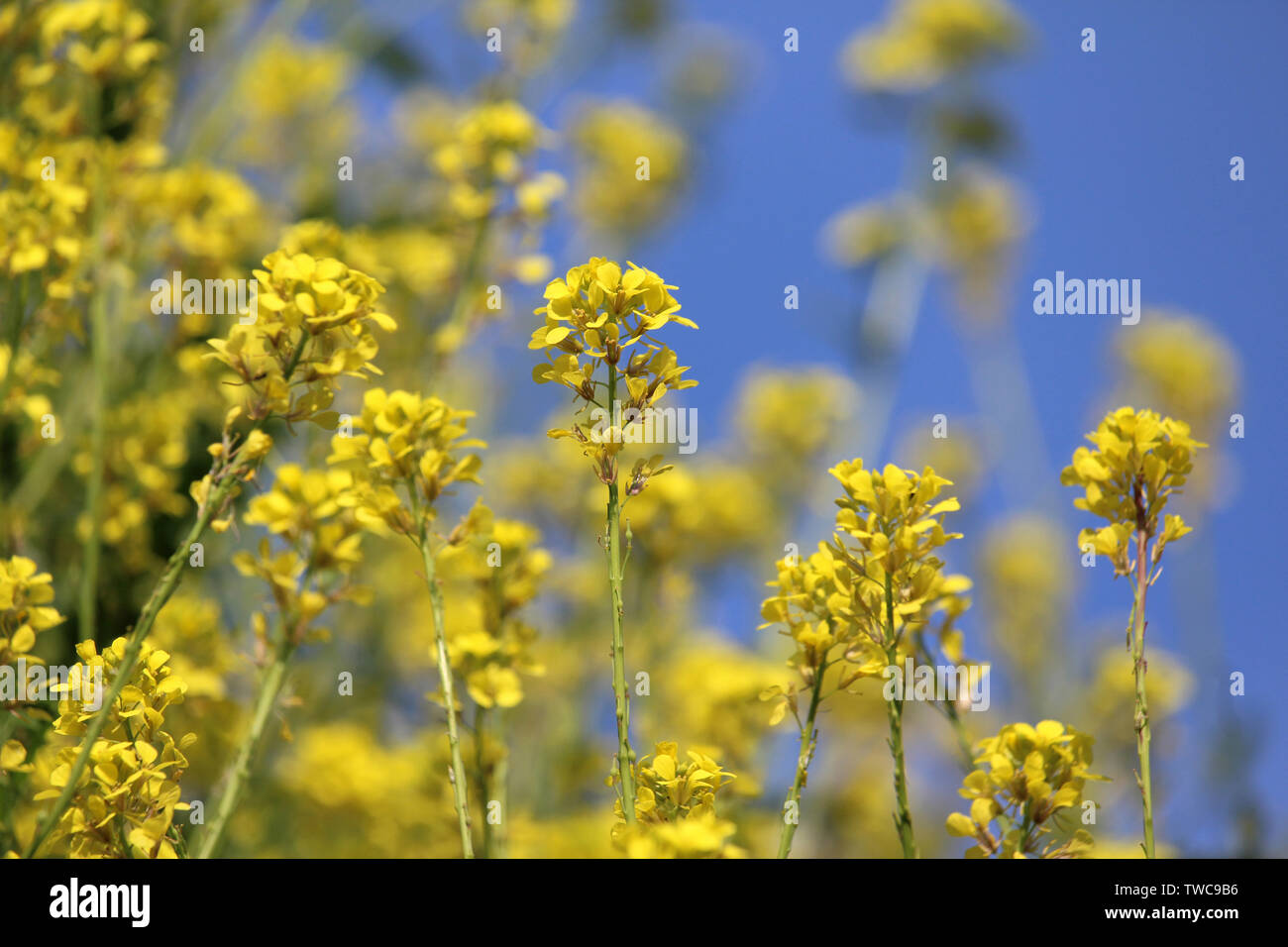 Les fleurs jaune vif de moutarde Champ également connu sous le nom de Brassica rapa subsp. oleifera sur un fond de ciel bleu. Banque D'Images