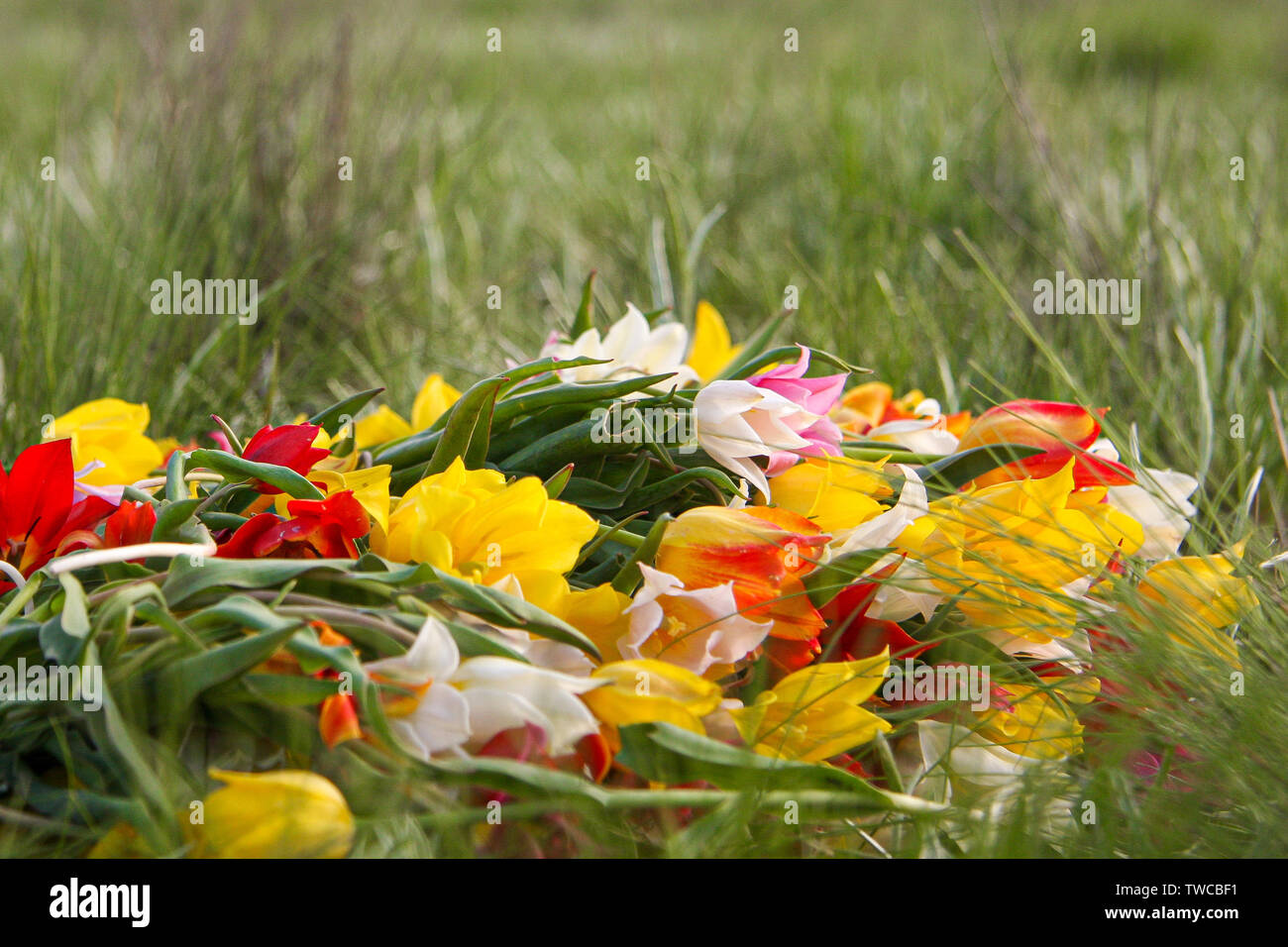 Une brassée de tulipes naines sauvages couché dans l'herbe. Belles fleurs fragiles de la République de Kalmoukie. Le joyau de la nature. Banque D'Images