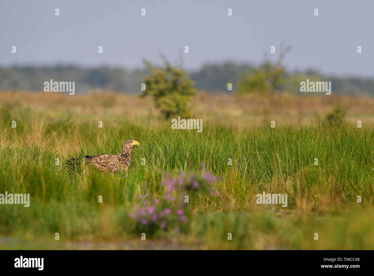 Pygargue à queue blanche - Haliaeetus albicilla, beau grand oiseau de proie des champs et des forêts, le Parc National d'Hortobagy, Hongrie. Banque D'Images