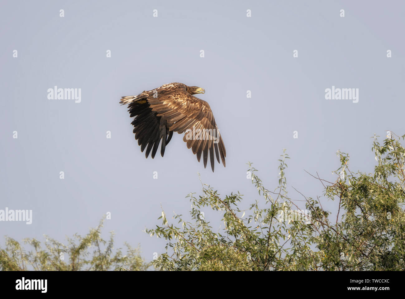 Pygargue à queue blanche - Haliaeetus albicilla, beau grand oiseau de proie des champs et des forêts, le Parc National d'Hortobagy, Hongrie. Banque D'Images