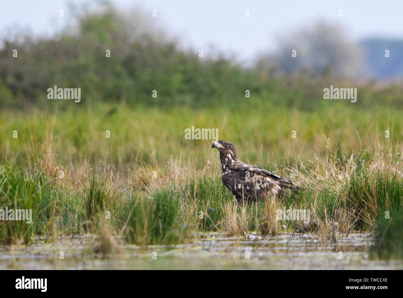 Pygargue à queue blanche - Haliaeetus albicilla, beau grand oiseau de proie des champs et des forêts, le Parc National d'Hortobagy, Hongrie. Banque D'Images