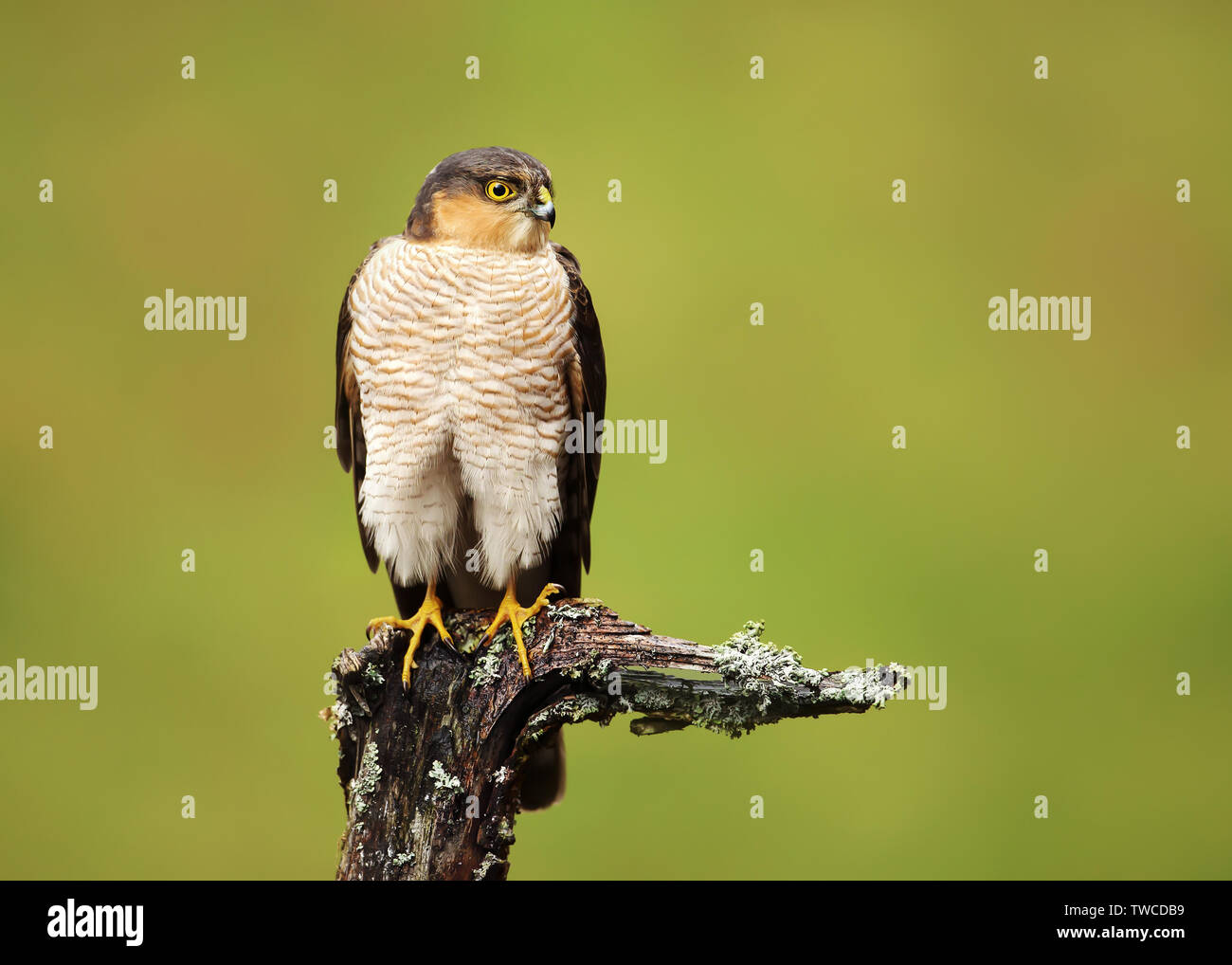 Portrait de goéland huppé (Accipiter nisus) perché sur un post en bois, Ecosse, Royaume-Uni. Banque D'Images