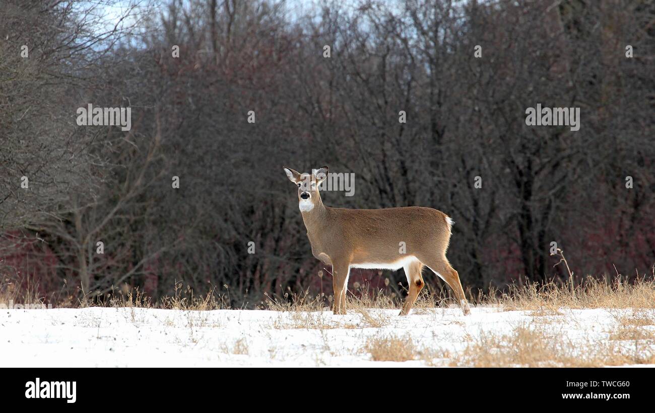 Le cerf de Virginie Banque D'Images