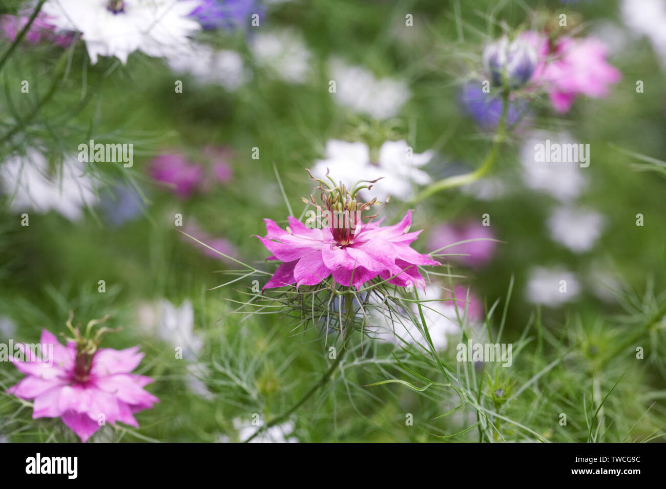 Nigella damascena persan 'Bijoux' fleurs. L'amour dans la brume. Banque D'Images