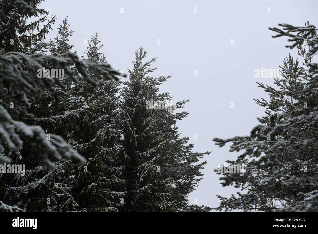 Haut des arbres dans la forêt d'hiver Banque D'Images