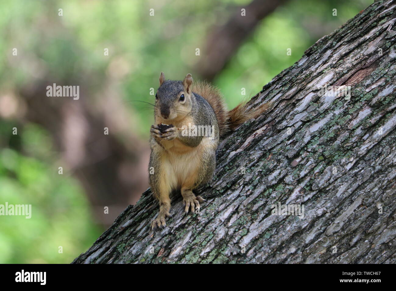 Noix de pécan de manger un écureuil Banque D'Images