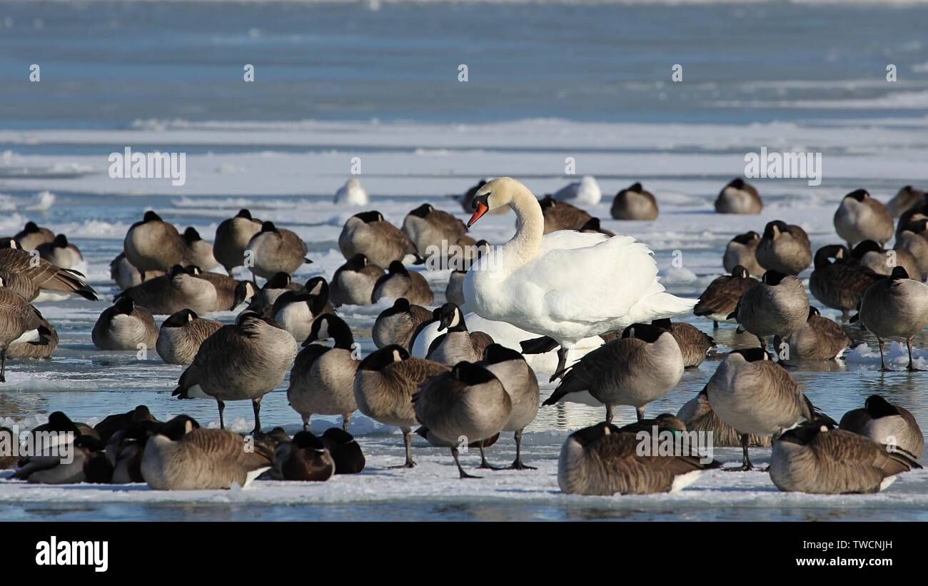 Canada Goose Banque D'Images