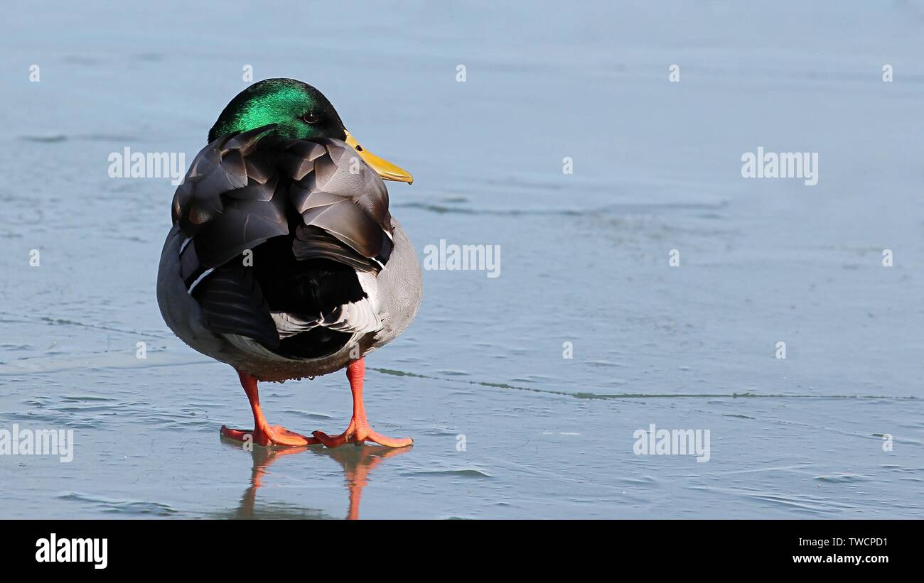 Drake Mallard Banque D'Images