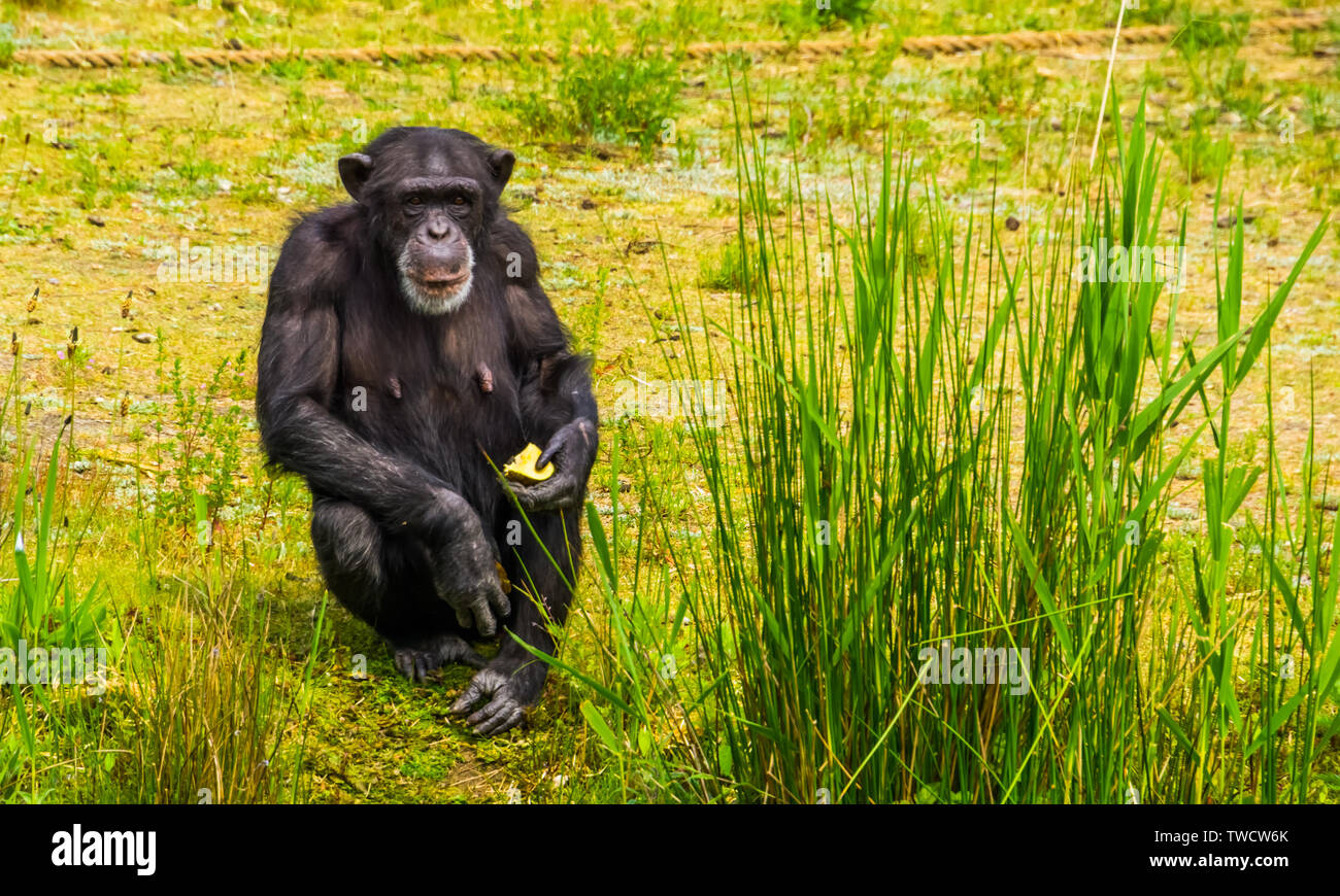 Closeup portrait of a Western holding chimpanzés certains aliments, l'alimentation des animaux de zoo, espèce de primates en danger critique d'Afrique Banque D'Images
