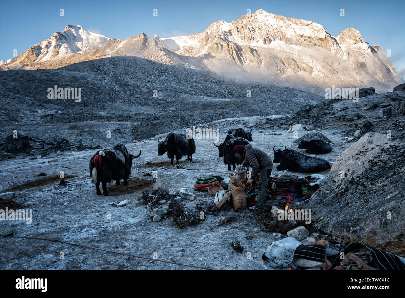 Le jour se lève sur le camp de froid Jichu Dramo, Wangdue Phodrang, district, le Bhoutan Trek Snowman Banque D'Images