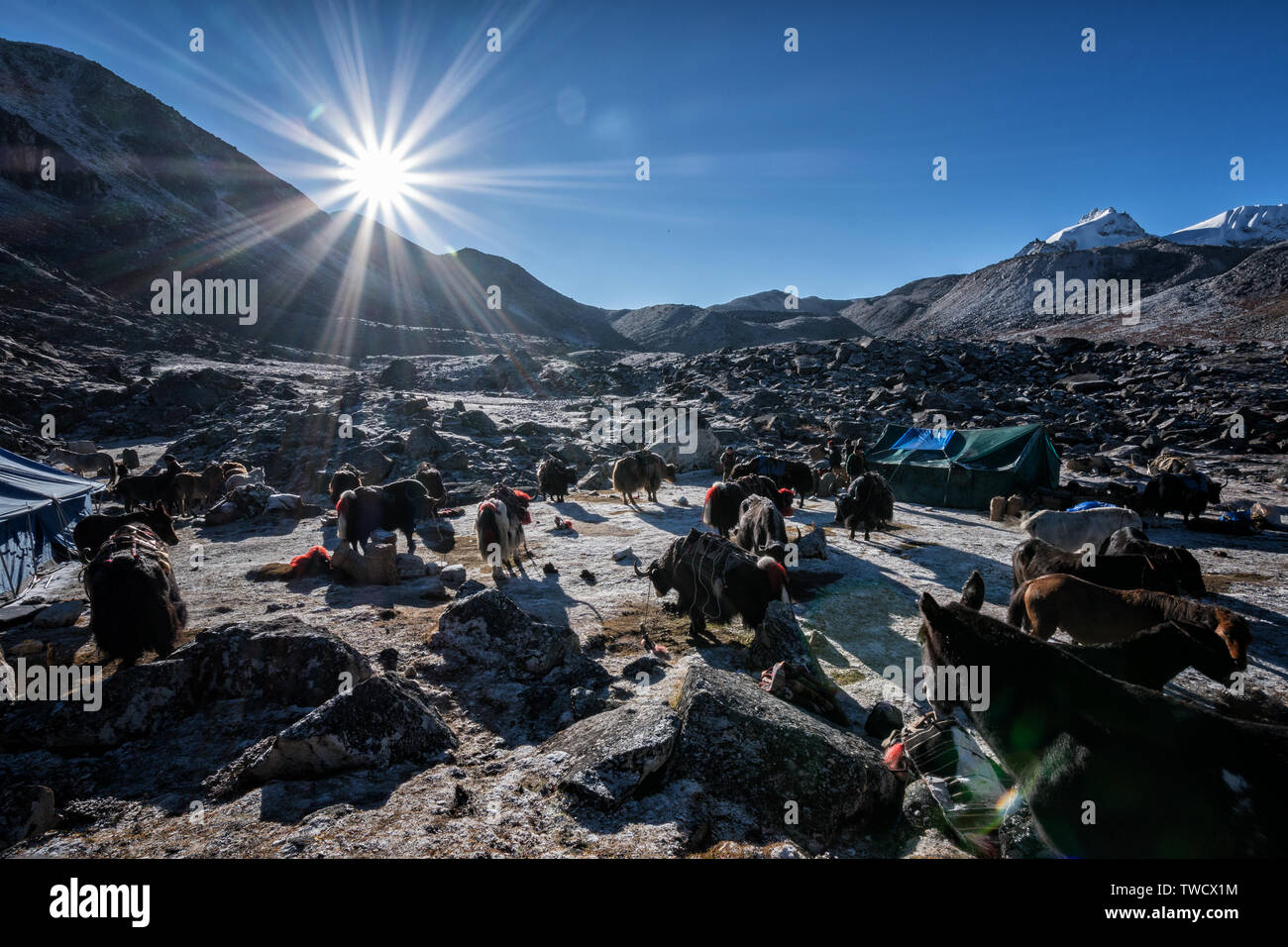 Soleil et animaux de bât à Jichu Dramo, Wangdue Phodrang camp, district, le Bhoutan Trek Snowman Banque D'Images