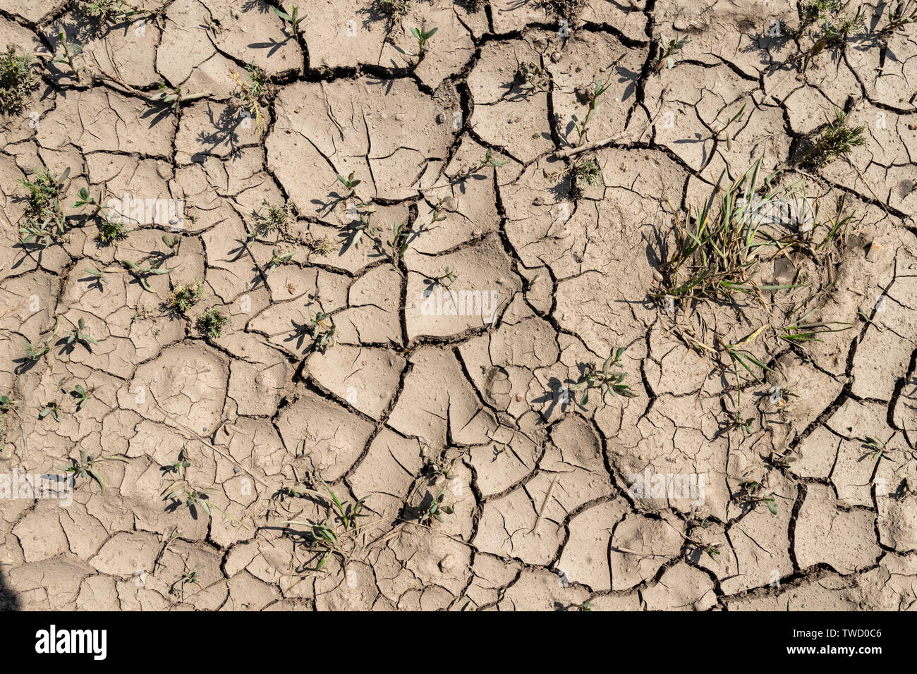 Spekana terre durant la sécheresse. Le manque d'eau dans les zones à faibles précipitations. Saison de l'été. Banque D'Images