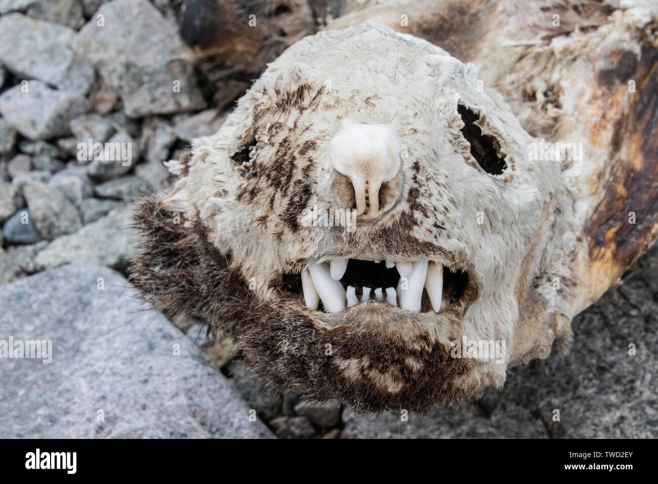 Crabiers carcasse momifiée joint à la plage, Red Rock Ridge, l'Antarctique 22 Janvier 2019 Banque D'Images