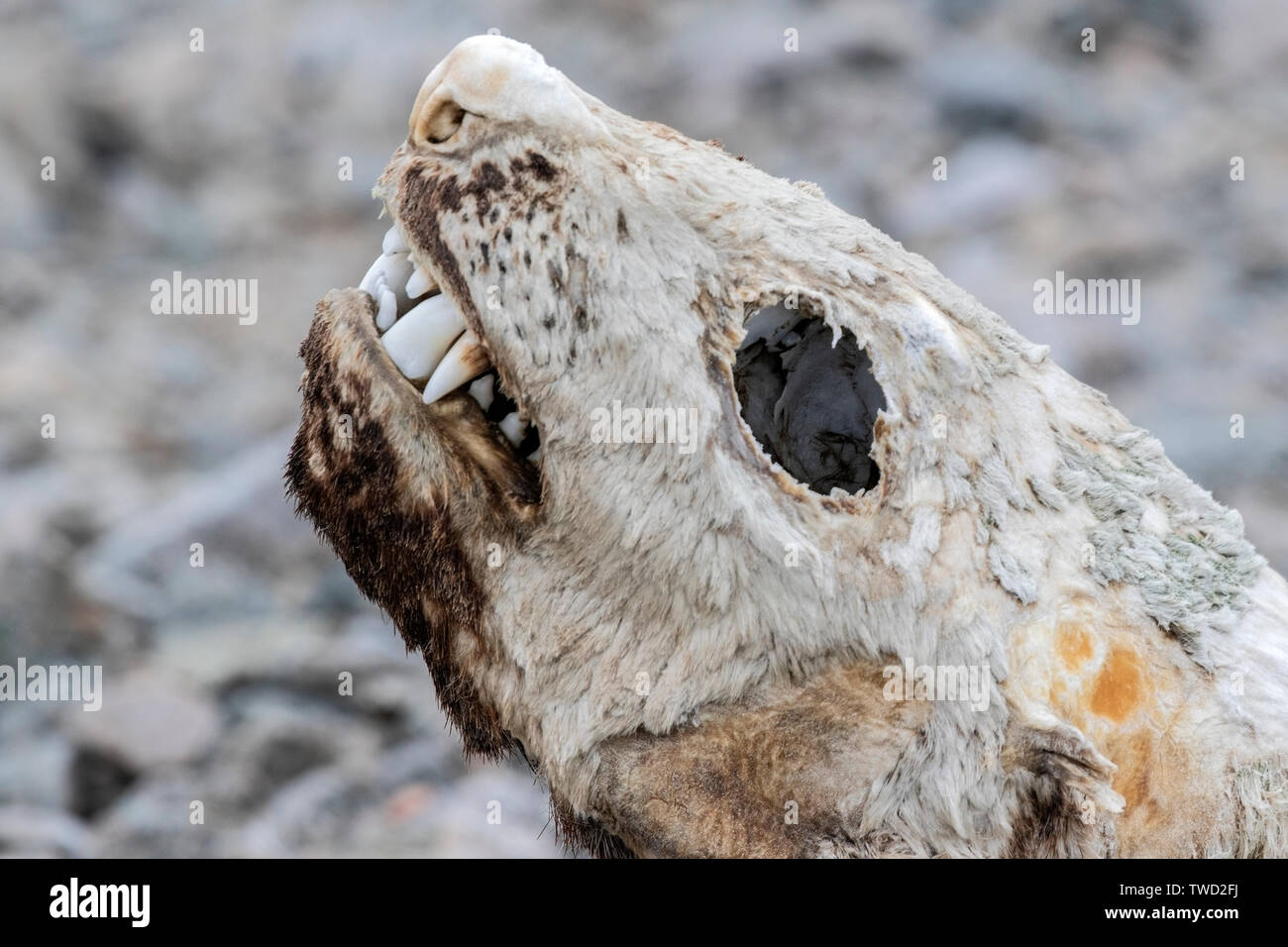 Crabiers carcasse momifiée joint à la plage, Red Rock Ridge, l'Antarctique 22 Janvier 2019 Banque D'Images