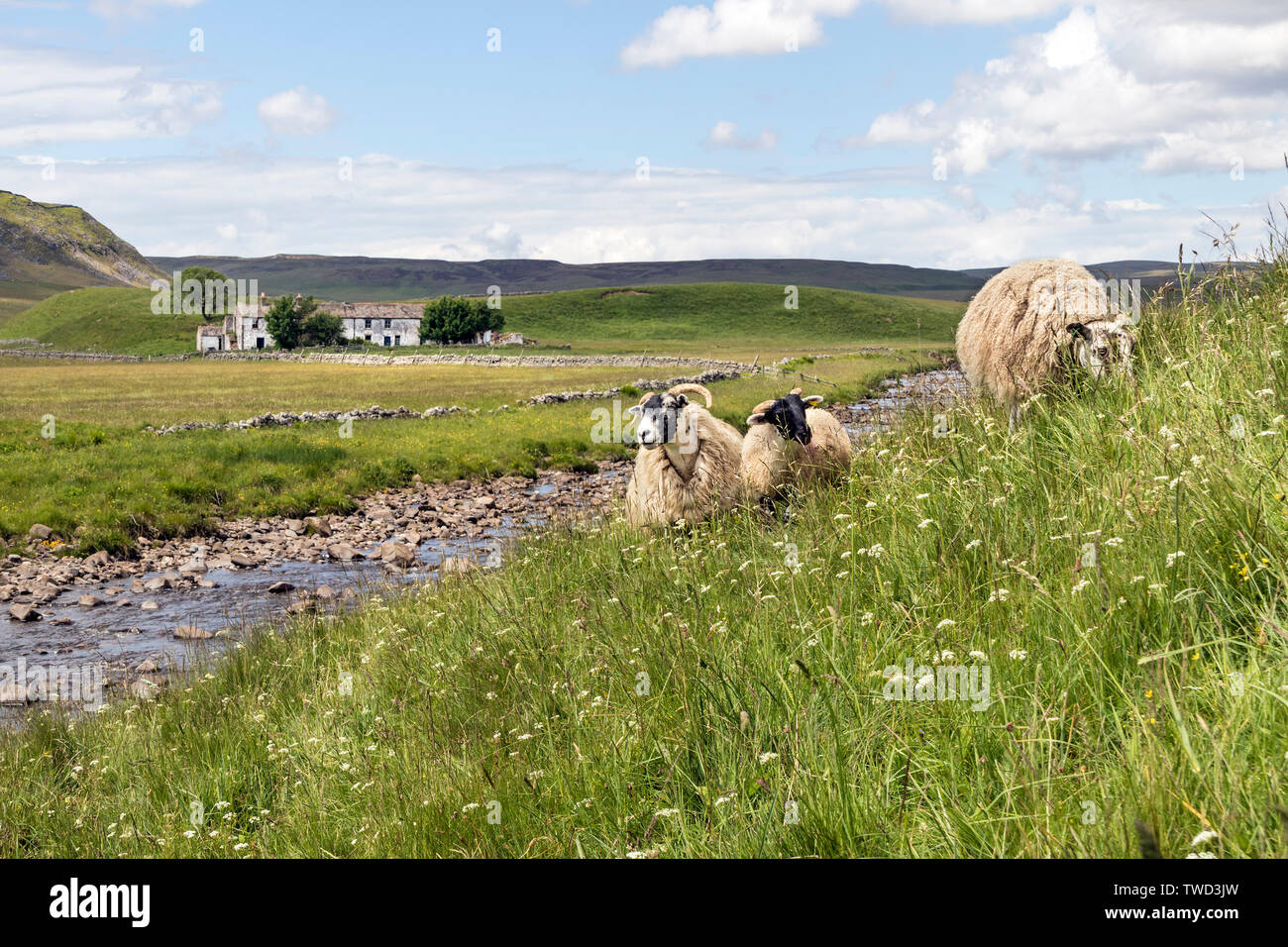 Des moutons paissant sur une prairie de fleurs sauvages sur le côté de la Sentier Pennine Way avec la ferme d'Wheysike blanchis à la maison derrière, Forest-en-Teesd Banque D'Images