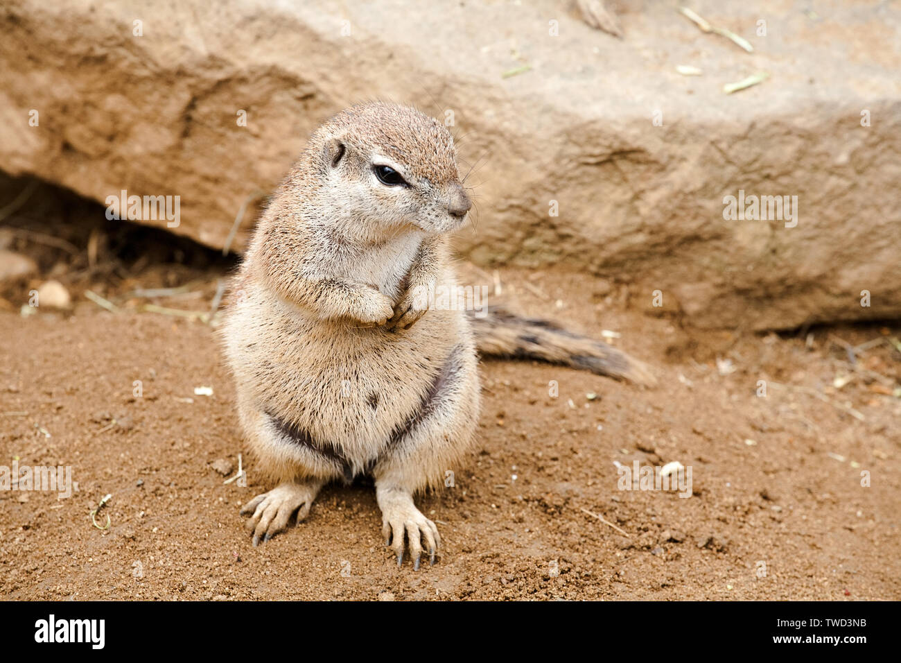 Drôle permanent gopher gras Vue de face closeup Banque D'Images