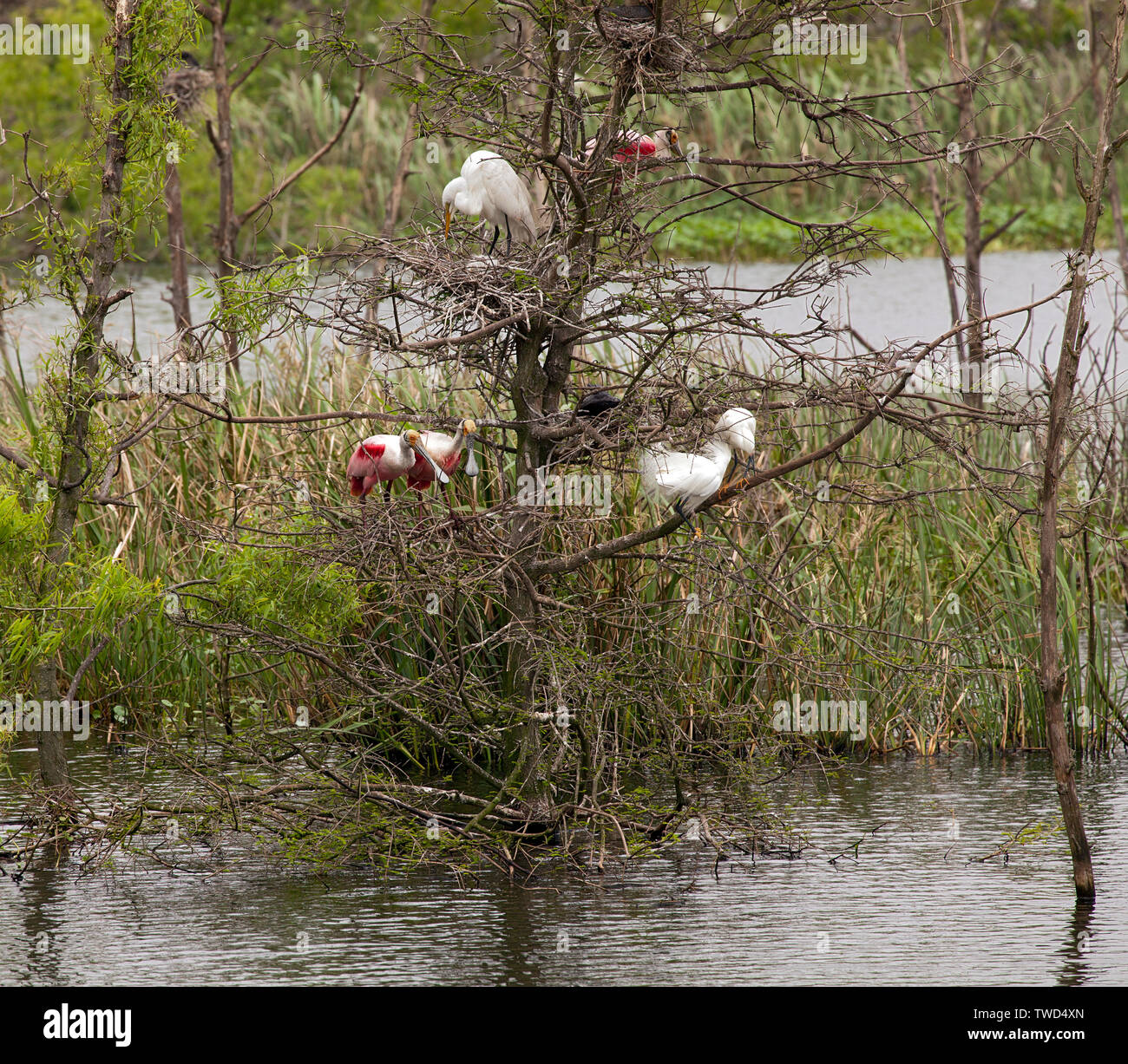 Protégés par leur île rookery, deux jeunes Sterne de spatules d'oeil sur un site de nidification possible, entouré de grands déjà (Commun) d'aigrettes Banque D'Images