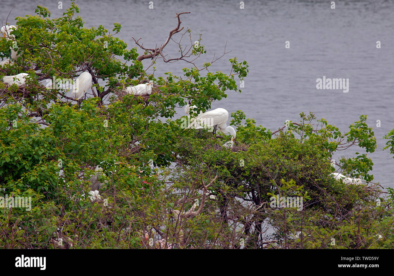 Grand (également connu sous le nom commun) d'aigrettes tendent leurs nids dans une île protégée rookery, Smith Oaks Bird Sanctuary, île haute, au Texas. Banque D'Images