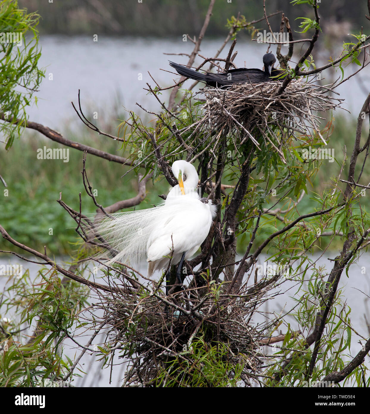 Grande Aigrette (Commun) dans son nid de toilettage au Smith Oaks Bird Sanctuary Rookery, île haute, au Texas. Banque D'Images