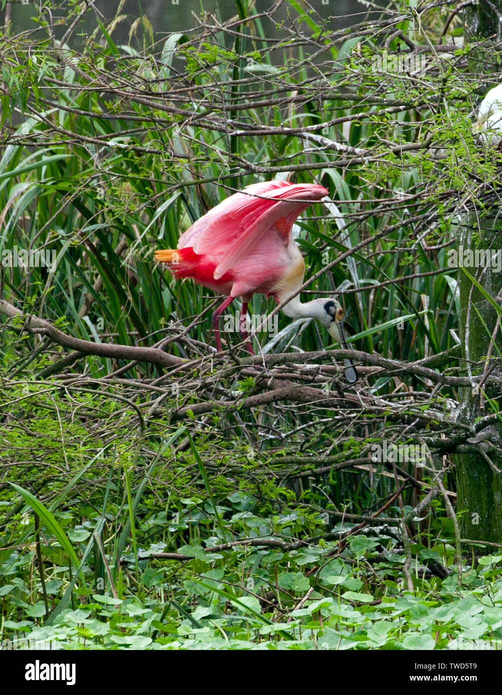 L'atterrissage montre le resplendissant d'une coloration Roseate Spoonbill, Rookery, Smith Oaks Bird Sanctuary, île haute, au Texas. Remarque la queue orange rose Banque D'Images