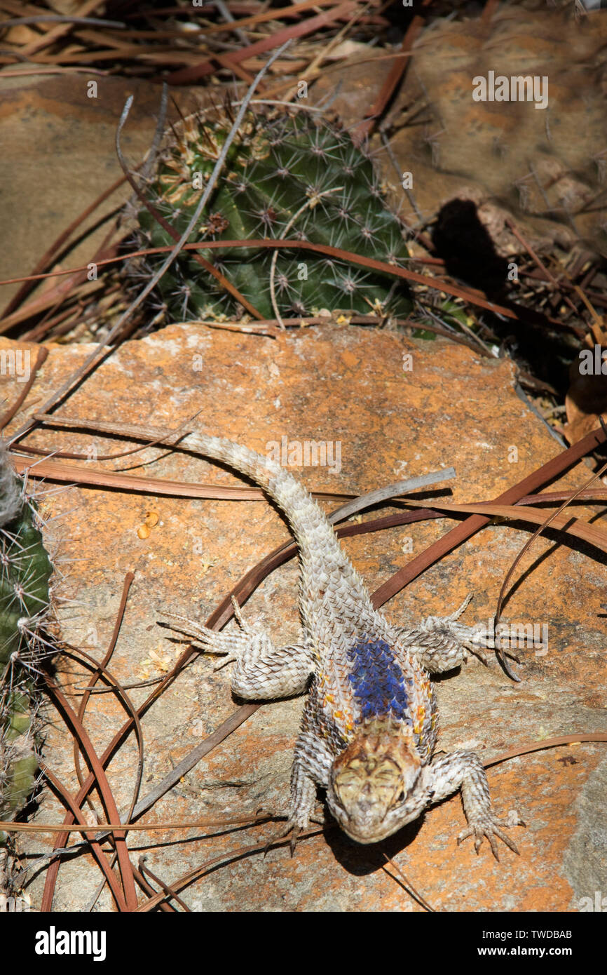 Lézard épineux du désert (magister) Dceloporus Southrn Arizona Banque D'Images