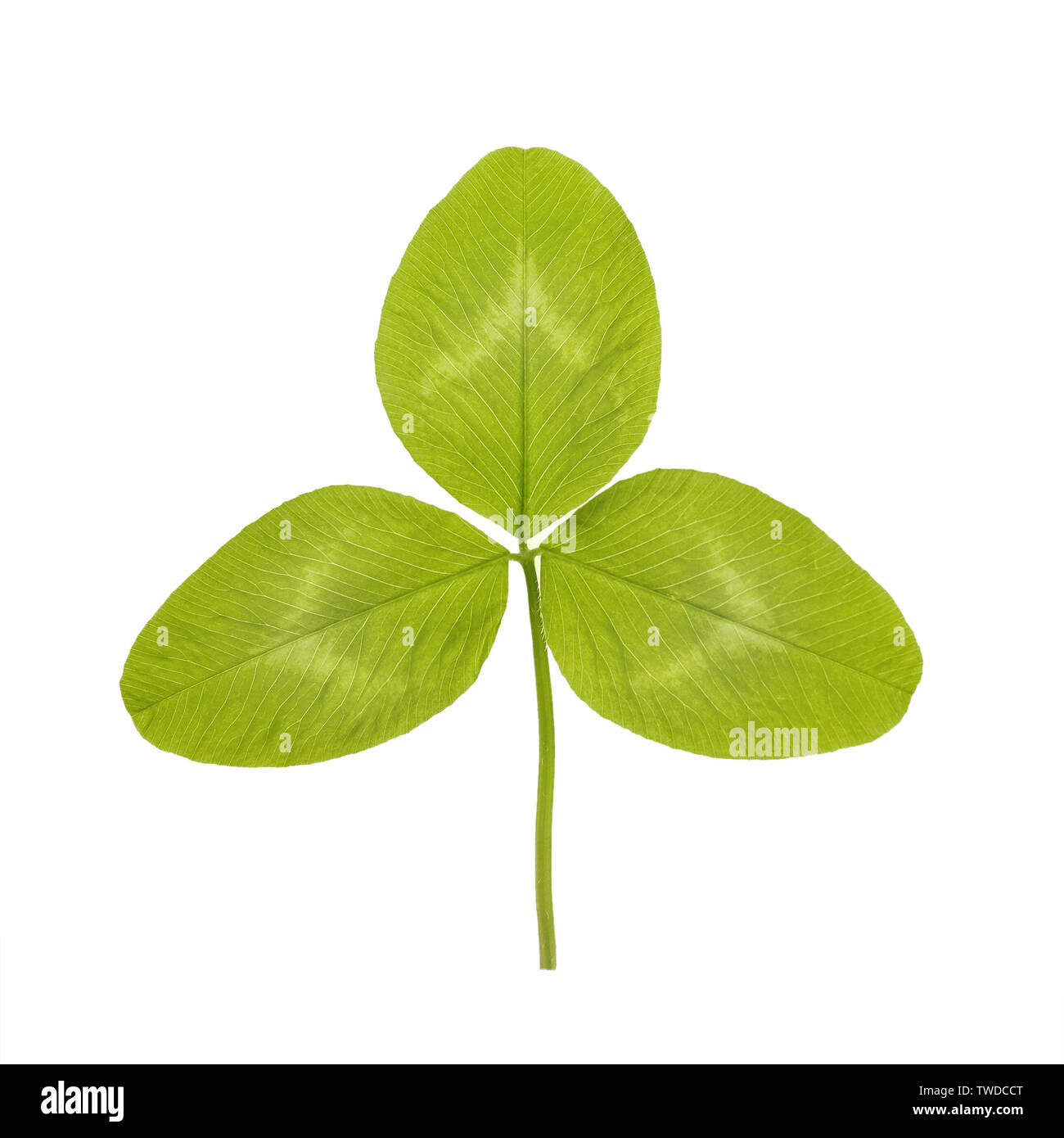 Vert feuille de trèfle ou de trèfle sont des noms courants pour les plantes du genre Trifolium, tres trois et folium leaf composé de la famille des pois ou de légumineuses Banque D'Images