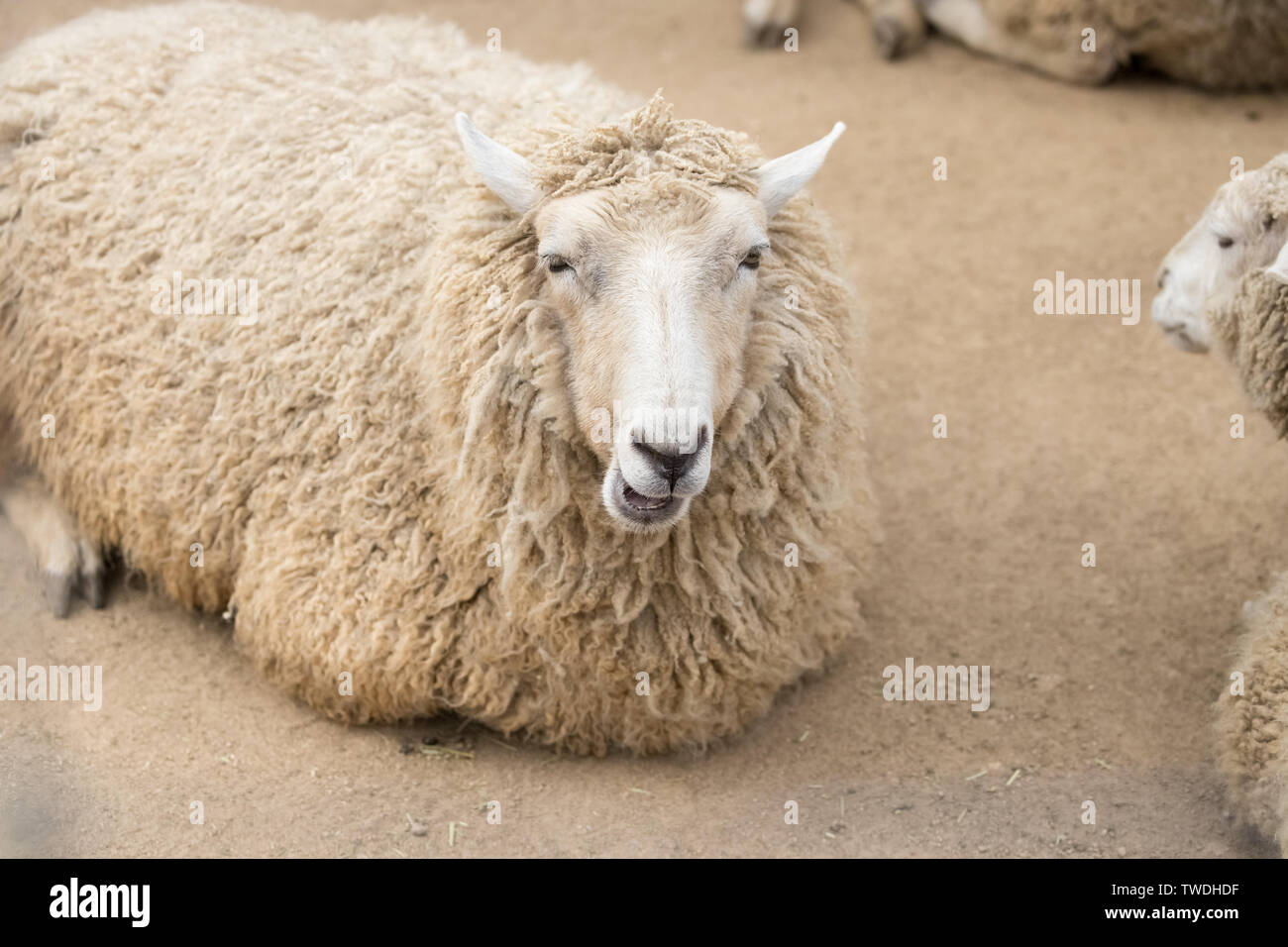 Brebis Corriedale sont utilisés aussi bien dans la production de laine et de viande Banque D'Images