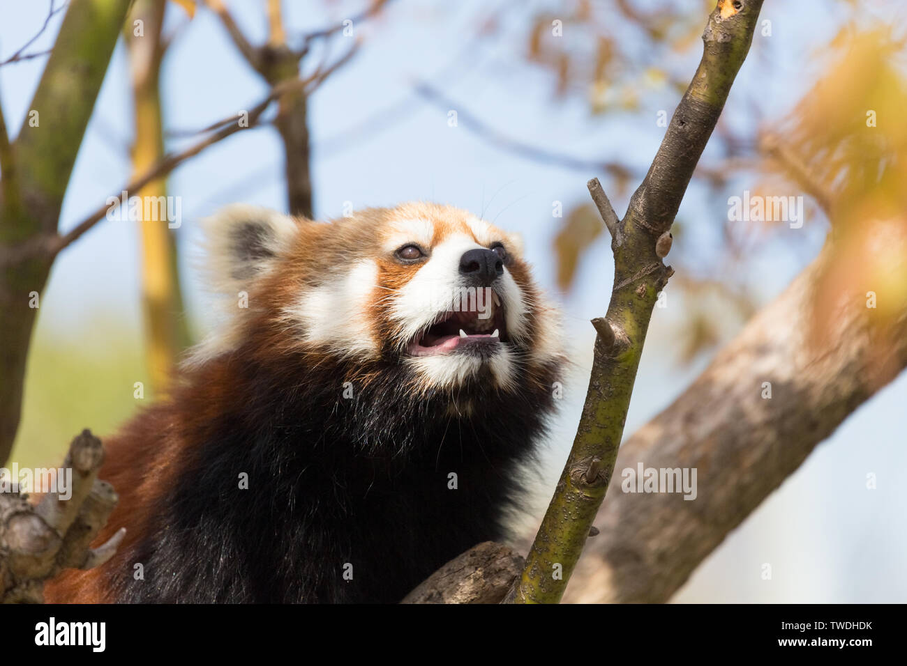 Le panda rouge sur un arbre Banque D'Images