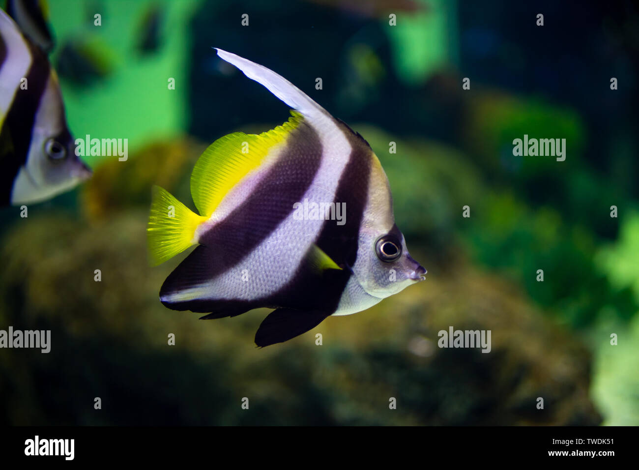 Beaux poissons dans l'aquarium sur décoration de plantes aquatiques. Des poissons colorés dans un aquarium. Banque D'Images