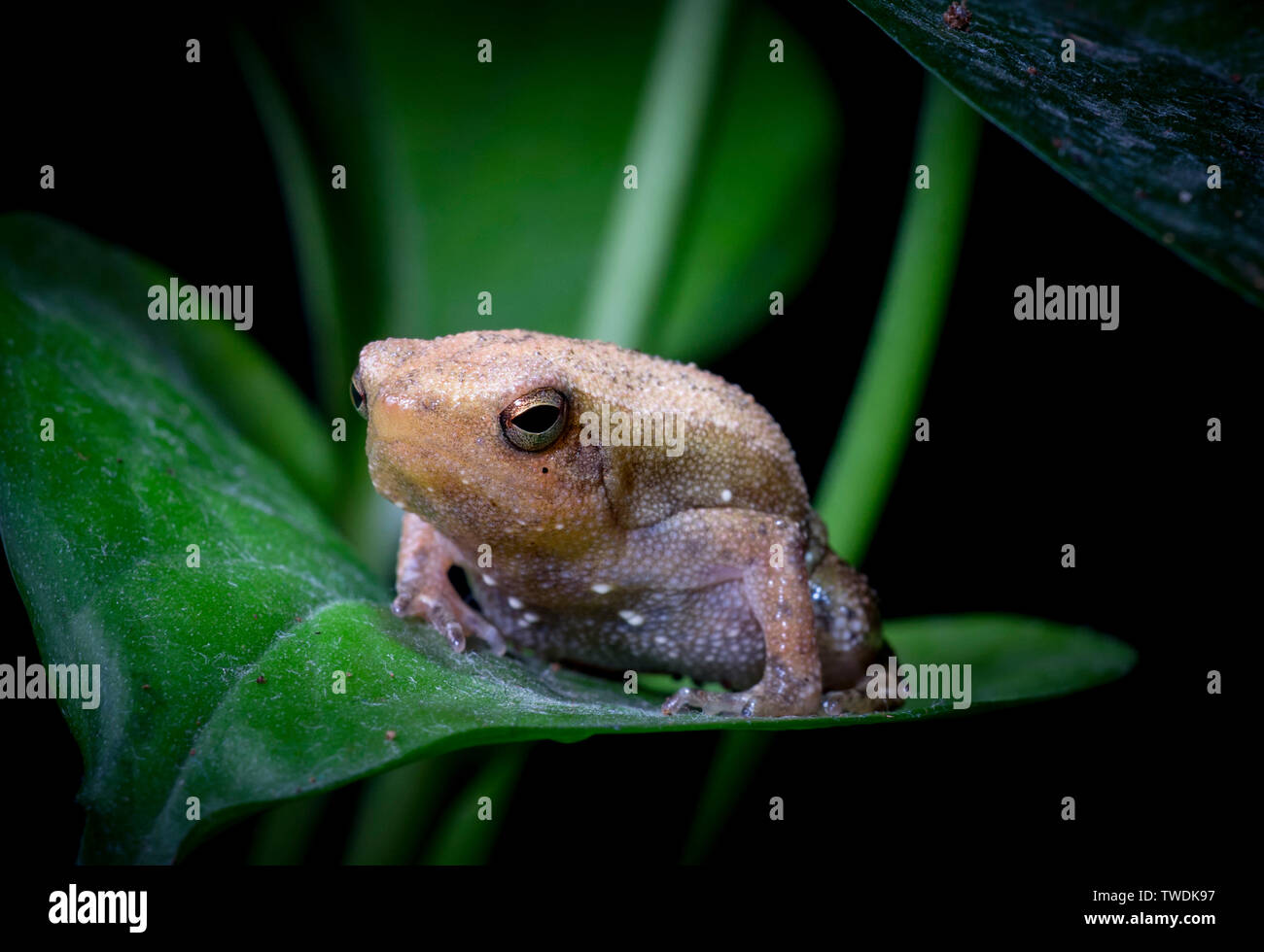 - Étroit mouthed frog Banque D'Images