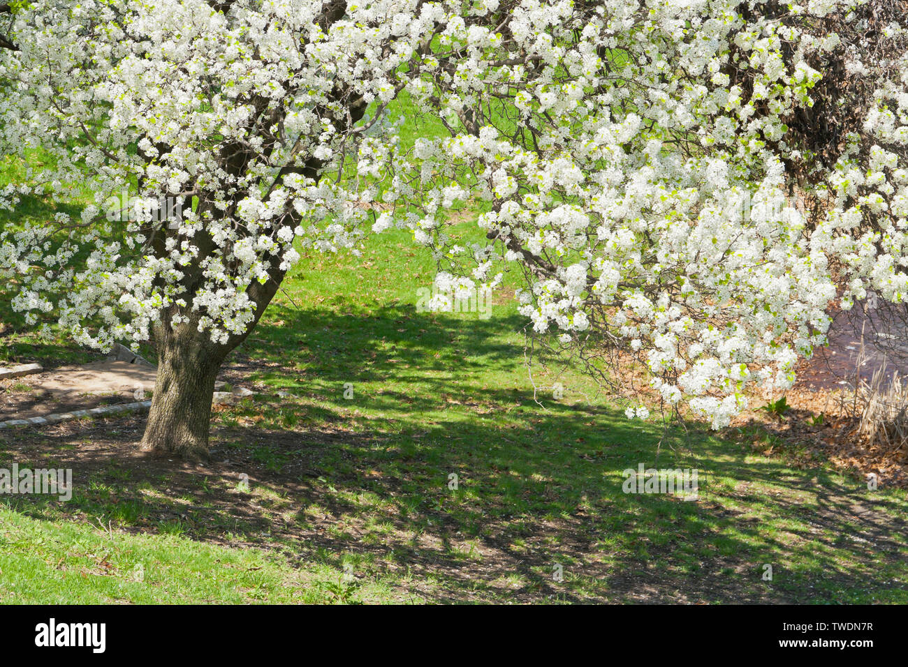 Les fleurs blanches de poiriers à côté de Jefferson Lake brillants dans le soleil à St Louis Forest Park un jour de printemps. Banque D'Images Les fleurs blanches de poiriers à côté de Jefferson Lake brillants dans le soleil à St Louis Forest Park un jour de printemps. Banque D'Images