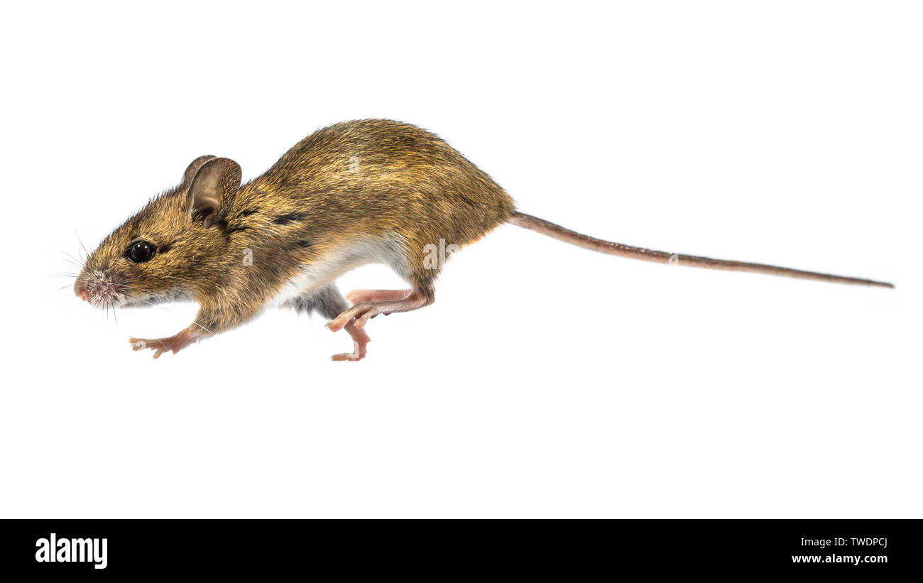 L'exécution de la souris en bois (Apodemus sylvaticus) isolé sur fond blanc. Ce mignon à la souris est trouvé dans la plupart de l'Europe et est un très commun et Banque D'Images