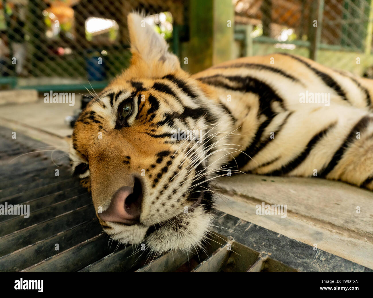 Tigre du Bengale en cage à Phuket, Thaïlande. Les tigres sont une attraction touristique populaire en Asie avec de nombreux sanctuaires et les zoos que les présenter. Banque D'Images
