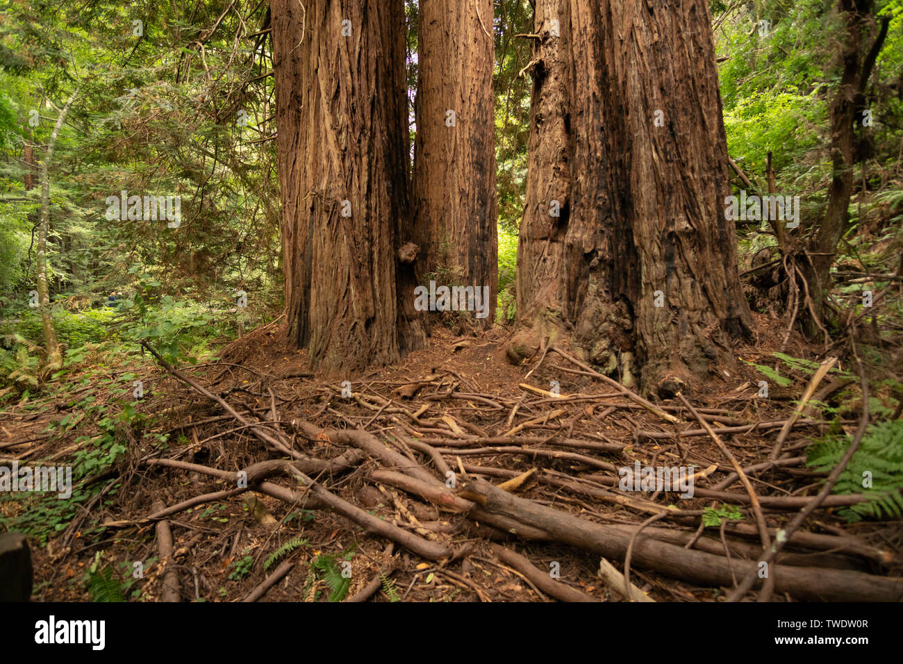 Certains débris de la direction générale à la base de gros bois rouge des arbres dans le Parc National de Muir Woods. Connu pour les immenses séquoias juste au nord de San Francisco. Banque D'Images