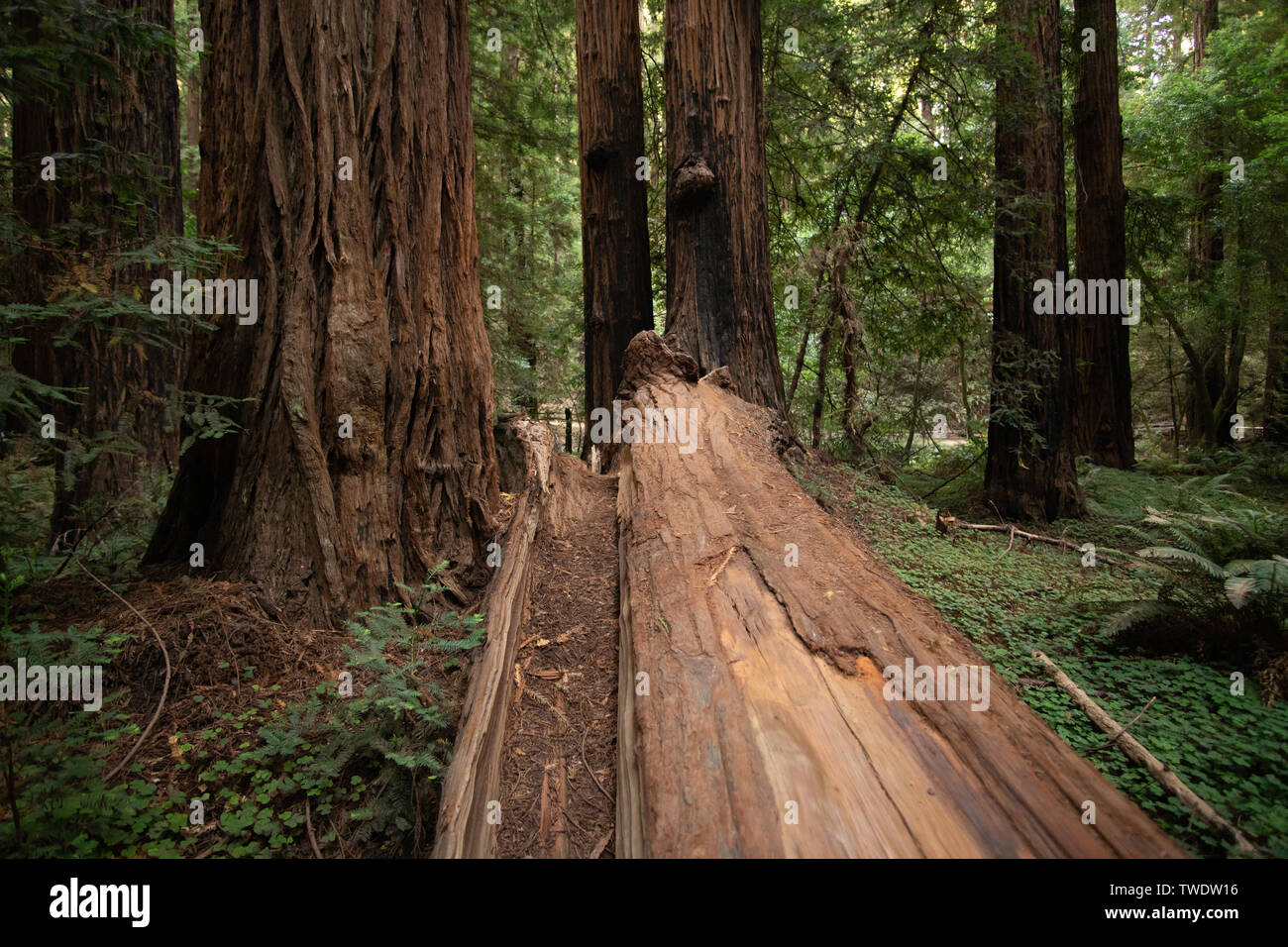 Grand arbre Séquoia tombé dans Muir Woods National Park, en Californie. Muir Woods est connu pour les immenses séquoias juste au nord de San Francisco. Banque D'Images
