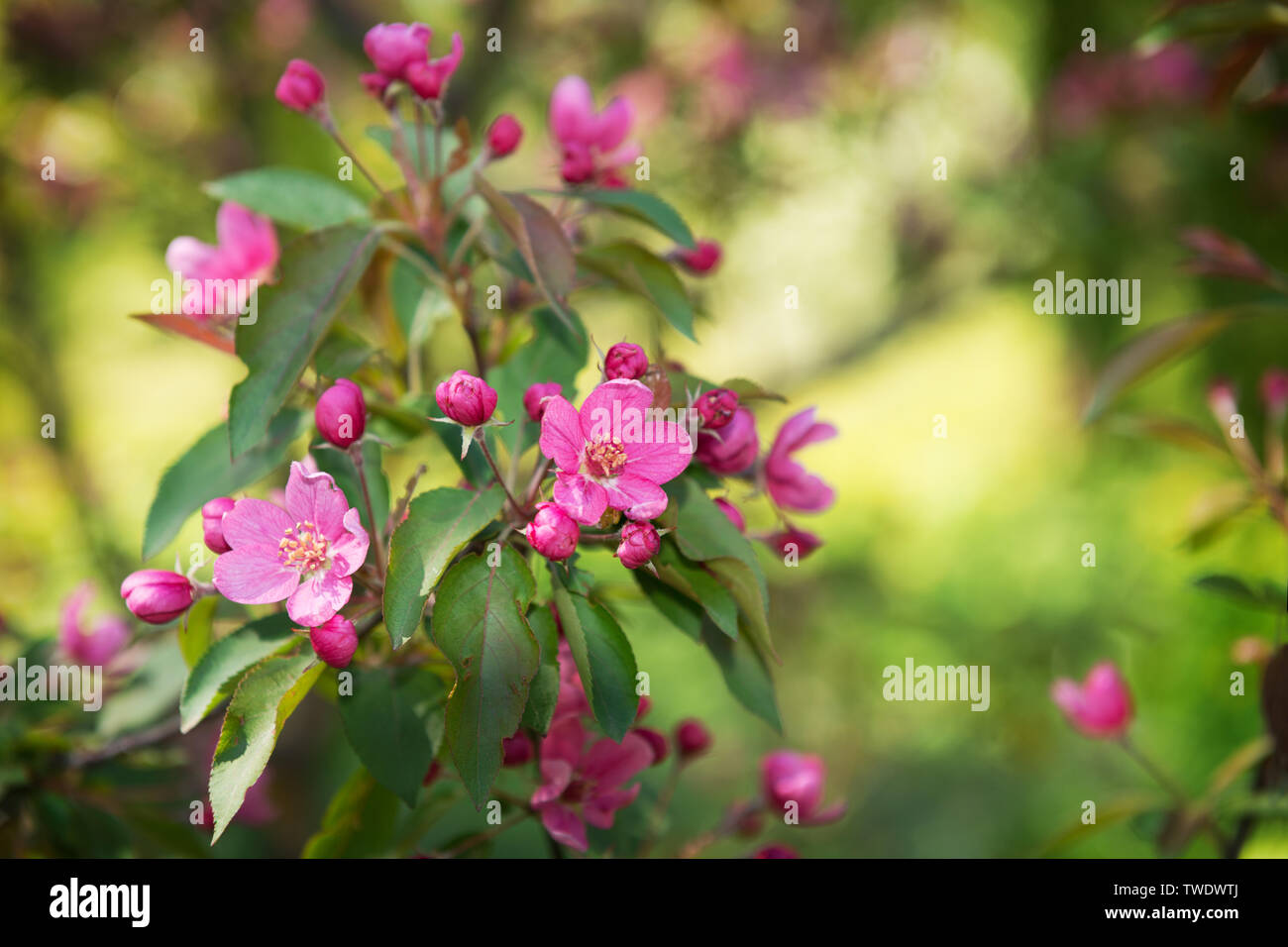 Arbres en fleurs avec de belles fleurs rouge sur fond de jardin au printemps Banque D'Images