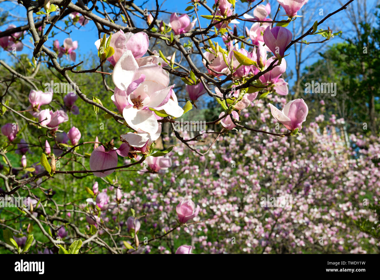 Belles fleurs magnolia rose sur l'arbre dans le jardin Banque D'Images