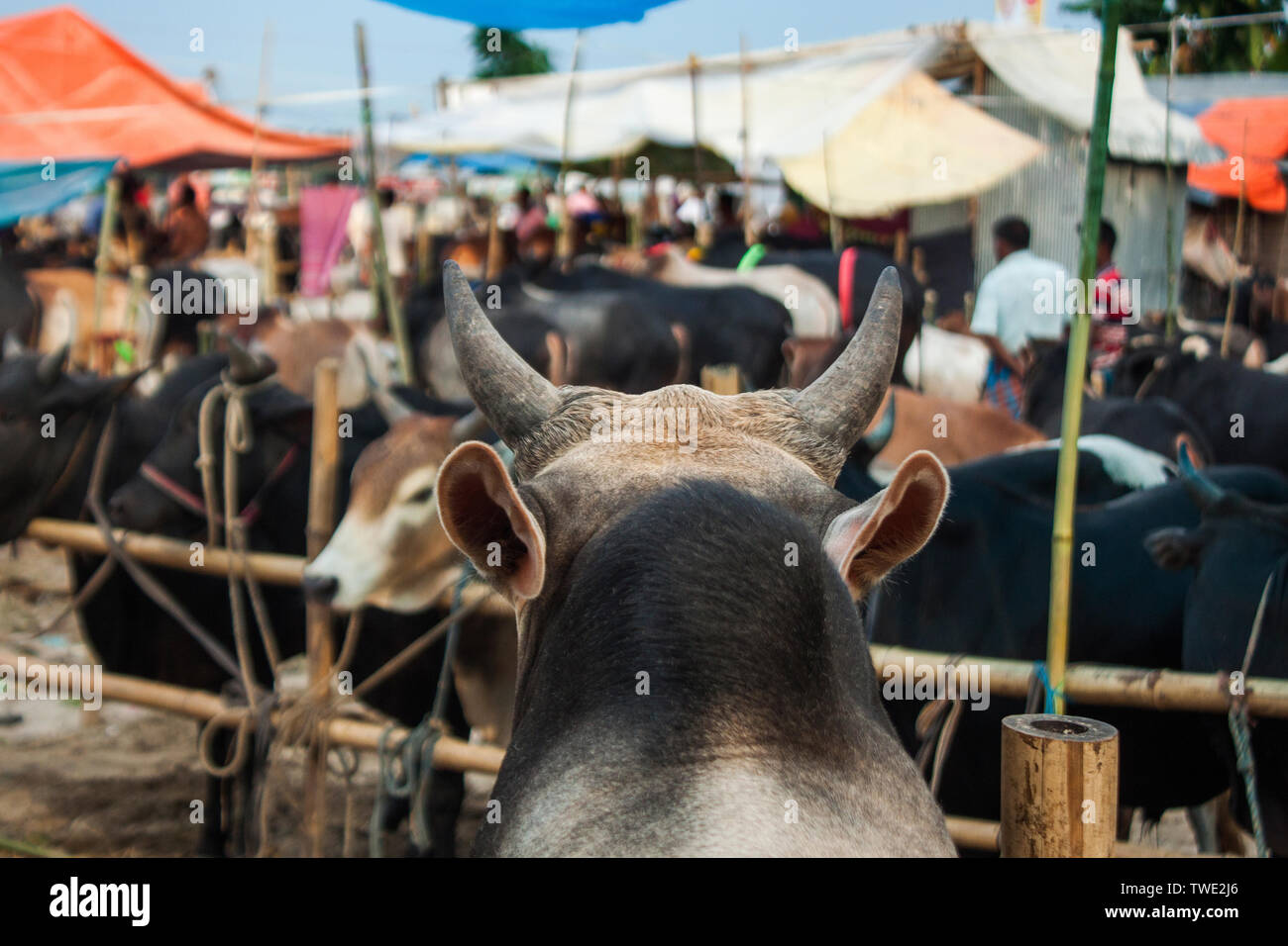 Joraget marché au bétail dans la ville de Khulna. Le Bangladesh. Banque D'Images