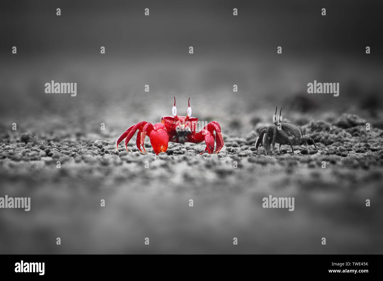 Un crabe rouge sur le bord de la mer à l'Putnir Char dans les Sundarbans, la plus grande forêt de mangroves dans le monde. Satkhira, Bangladesh.' Banque D'Images