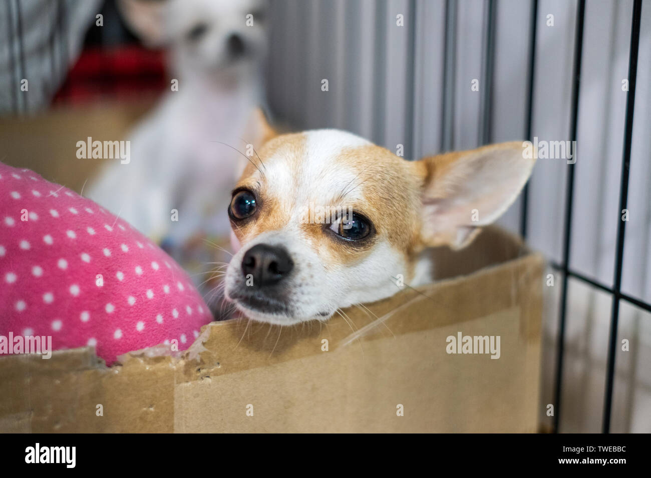 Blanc Marron chiot chihuahua regardaient dans la case Banque D'Images