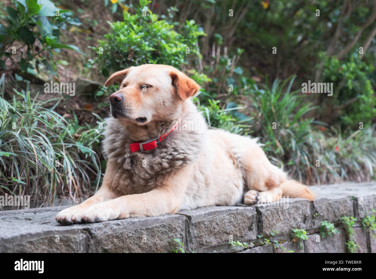 De grands chien couché sur le bord mur dans park Banque D'Images