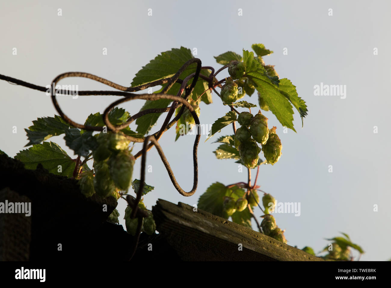 Des branches d'une plante verte sur le toit de la grange Banque D'Images