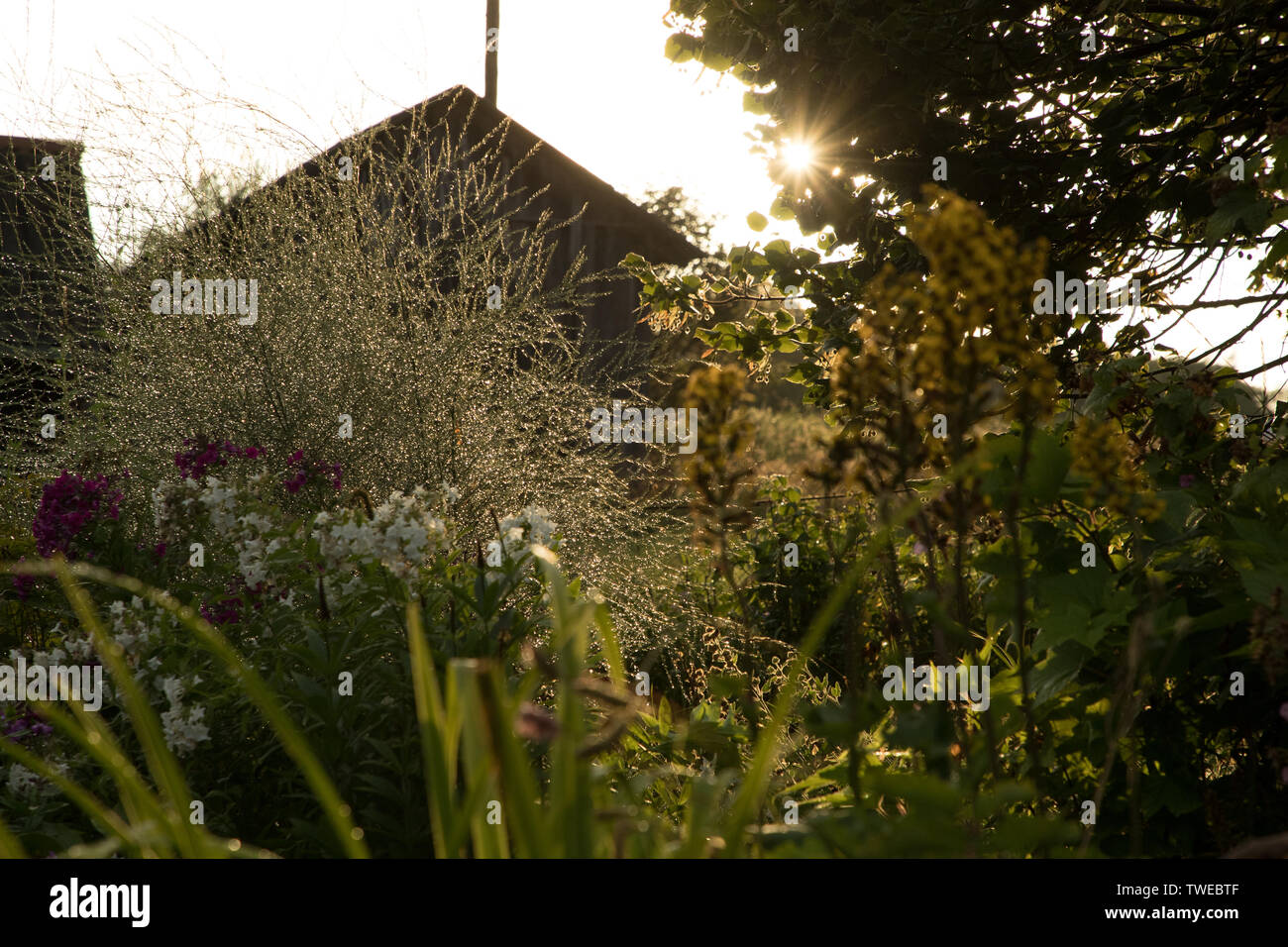 La végétation verte sur l'arrière-plan d'une maison en bois dans la journée Banque D'Images