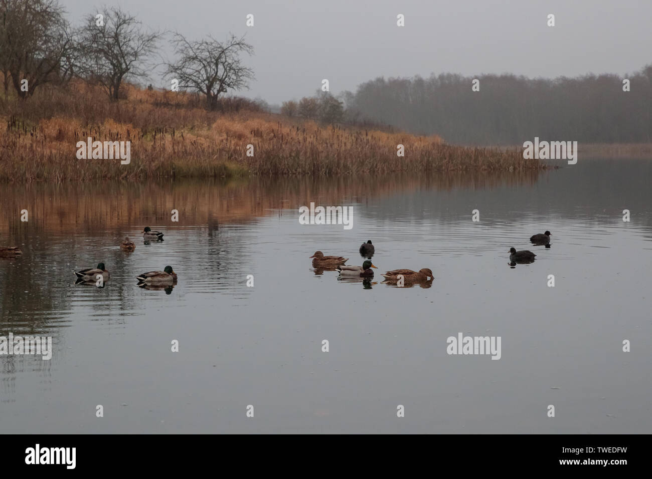 Troupeau de canards à l'étang dans la journée Banque D'Images