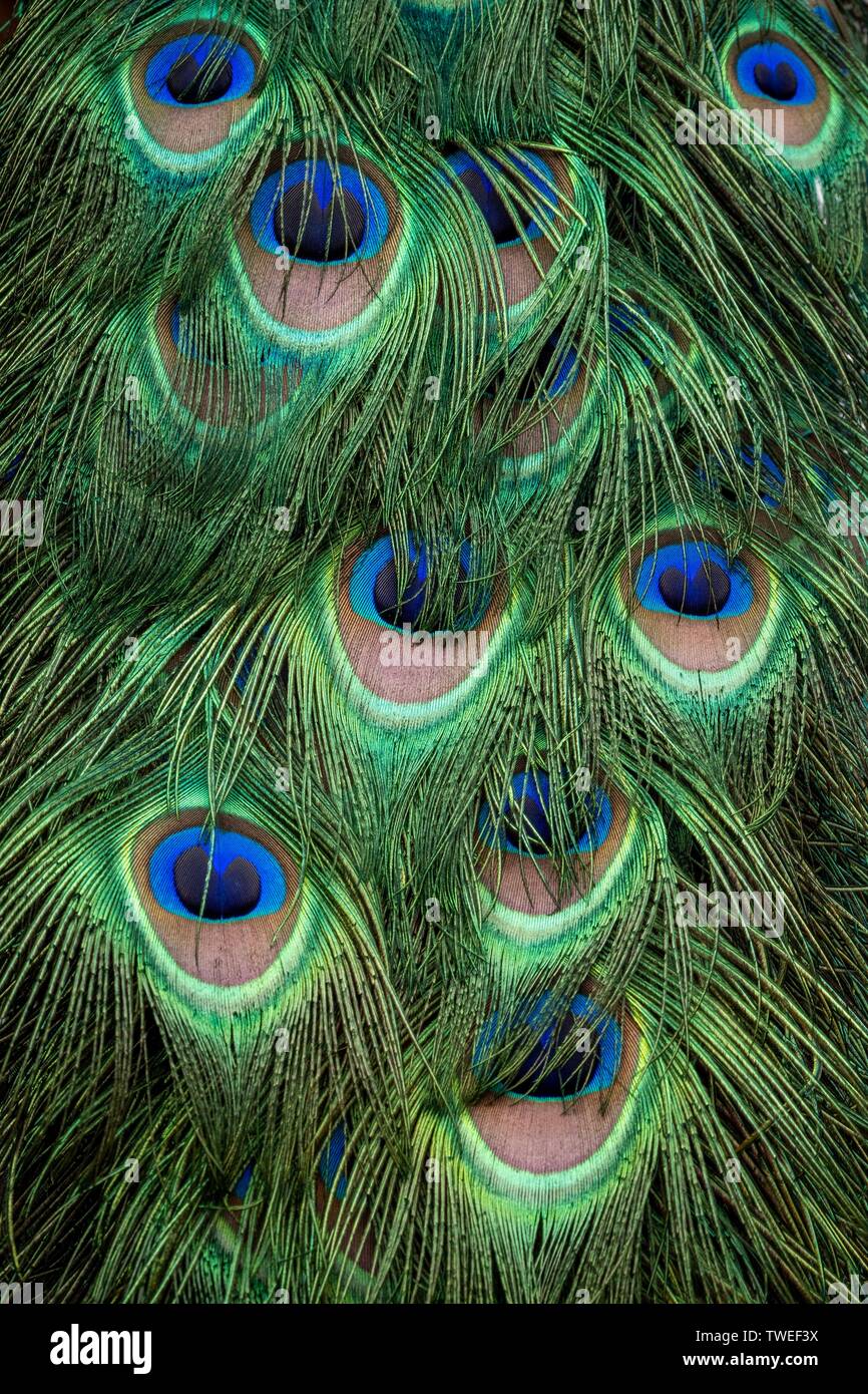 Gros plan d'une image d'une couleur de son plumage du paon Banque D'Images
