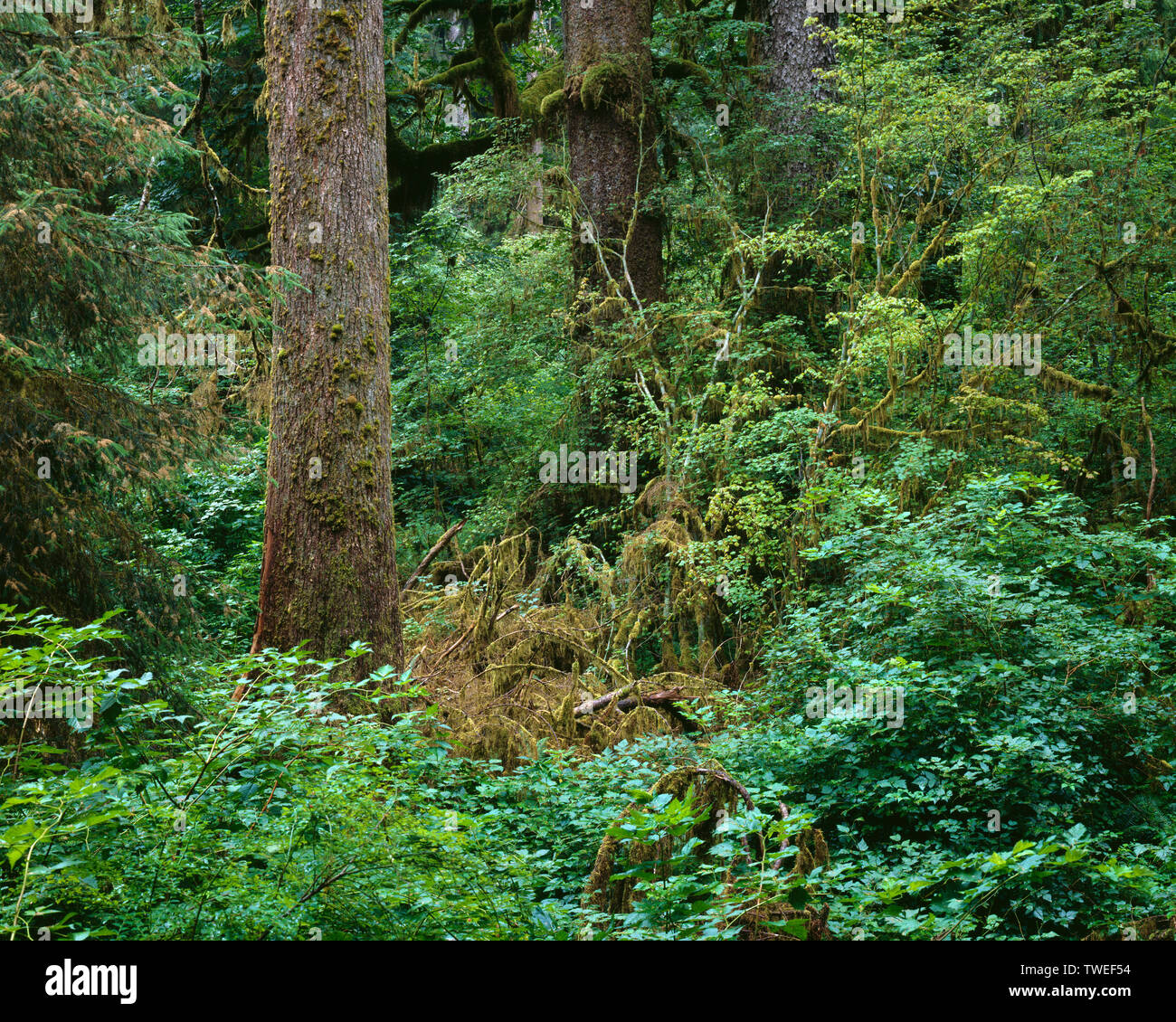 USA, Washington, Olympic National Park, conifères tempérée rainforest avec Sitka et la pruche de l' ; Hoh Rain Forest. Banque D'Images