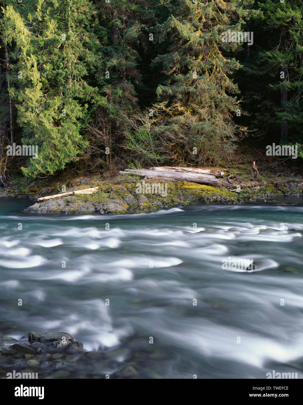 USA, Washington, Olympic National Park, Quinault River au printemps et la forêt près de la rivière ; tombes Creek Banque D'Images