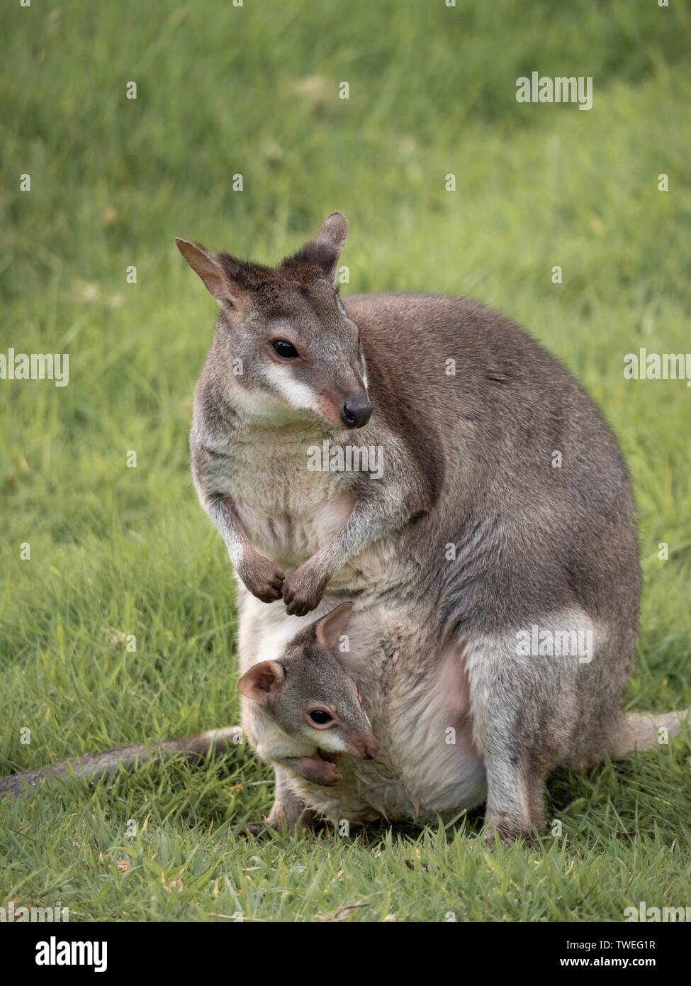 Un adulte avec un petit wallaby joey peeking out de sa pochette Banque D'Images