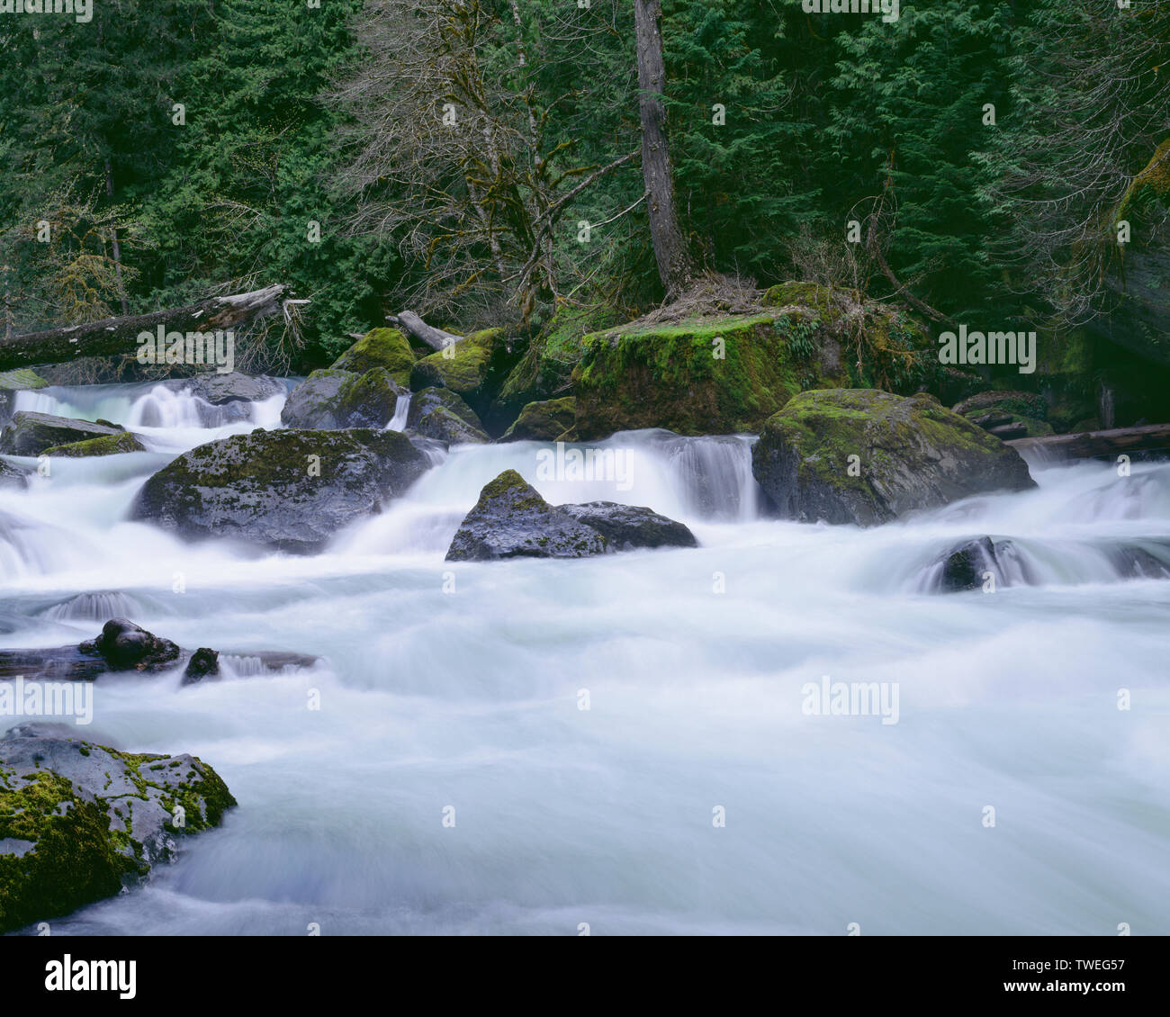 USA, Washington, Olympic National Park, d'érables et de conifères banque en ligne au-dessus de North Fork Amérindien Skokomish River qui est gonflé de ruissellement au printemps. Banque D'Images